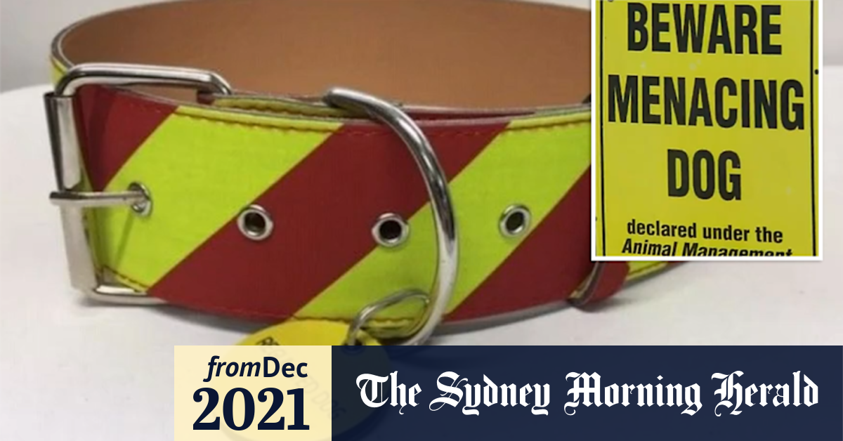 Video New collars now mandatory for Queensland's dangerous dogs